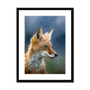 Fox Portrait 1 - Animal Matte Print by doingly