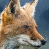 Fox Portrait 2 - Animal Matte Print by doingly