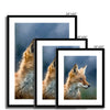 Fox Portrait 5 - Animal Matte Print by doingly
