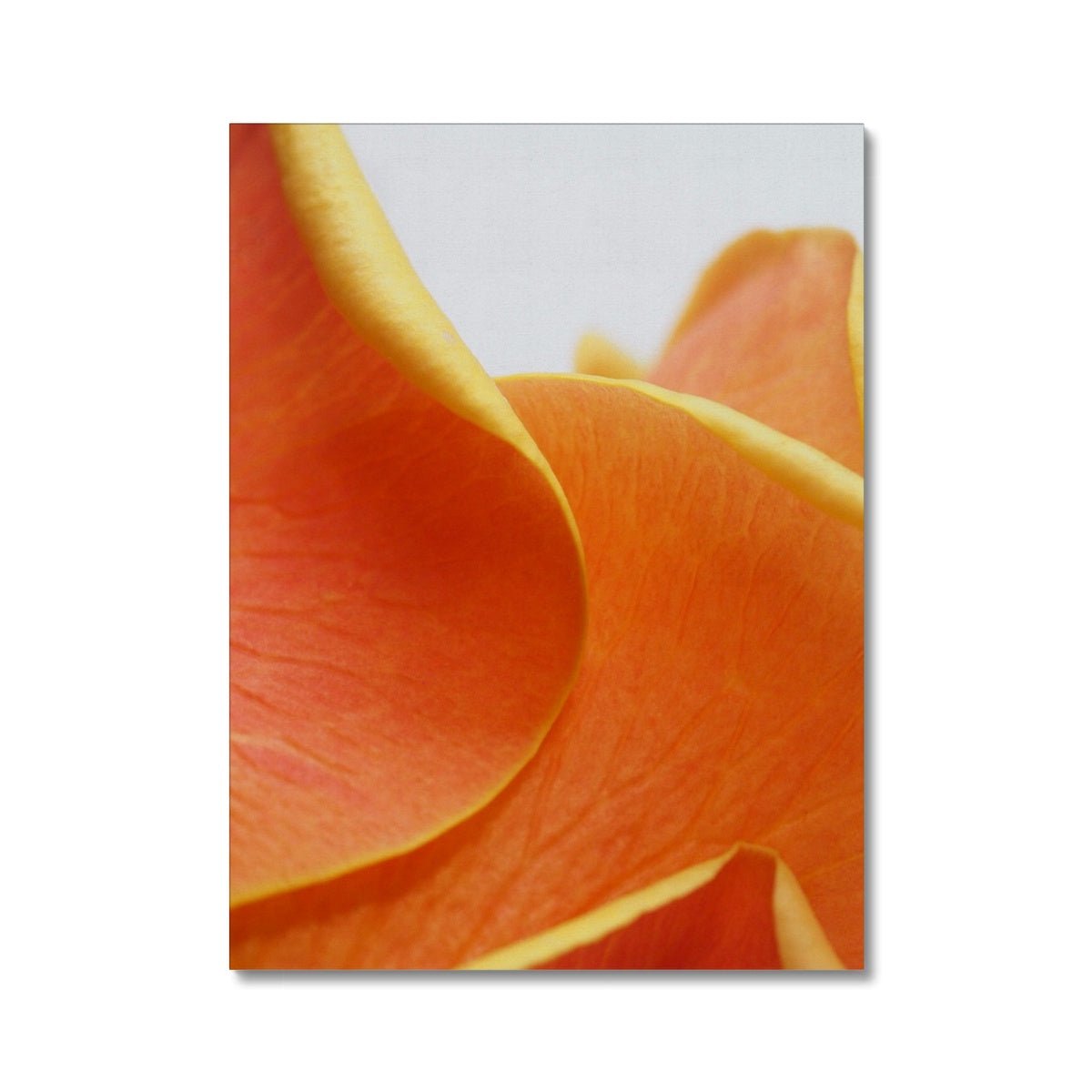 Und Blumen C, D