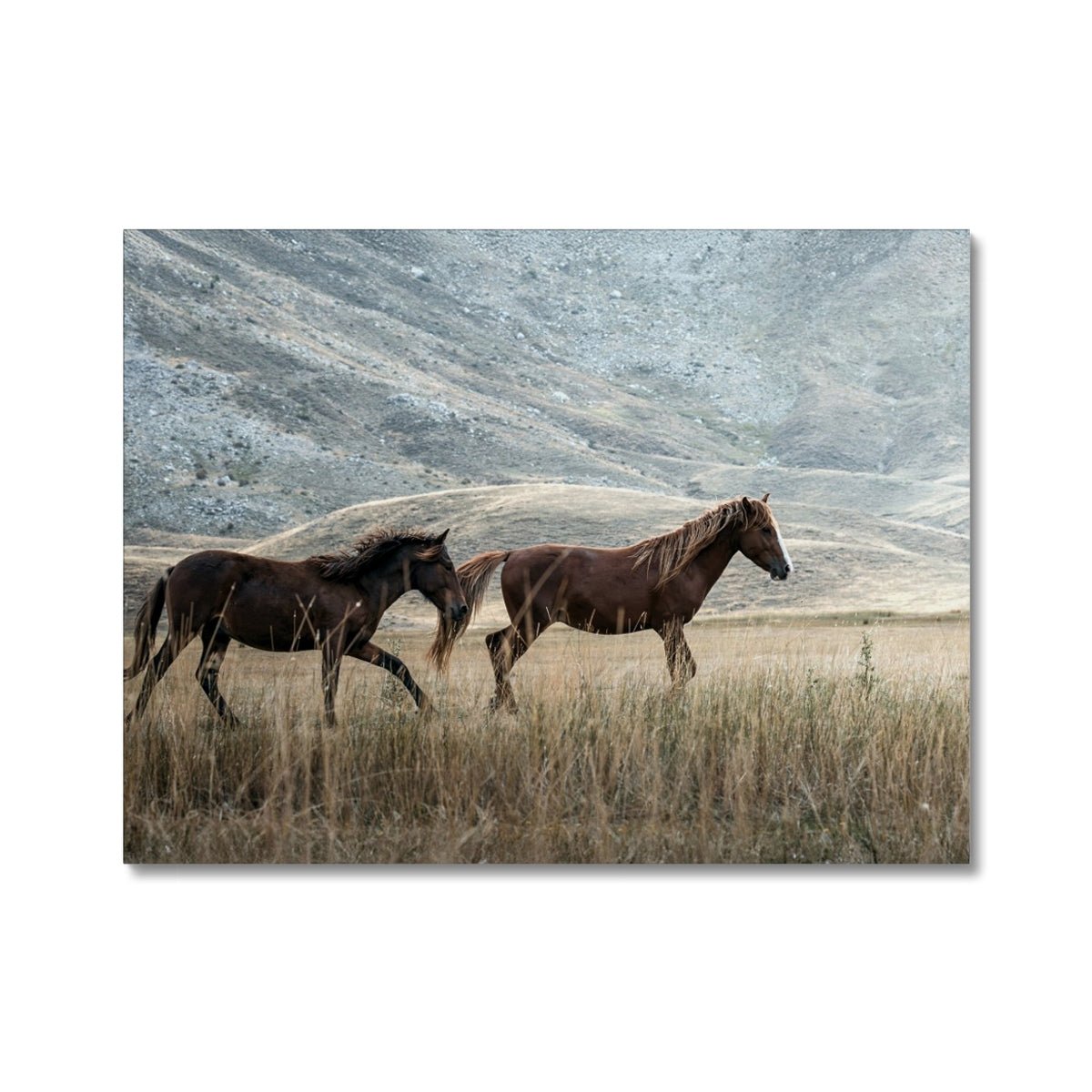 Gallop & Grace 7 - Animal Canvas Print by doingly