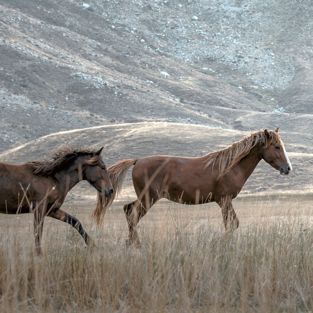 Gallop & Grace 2 - Animal Canvas Print by doingly