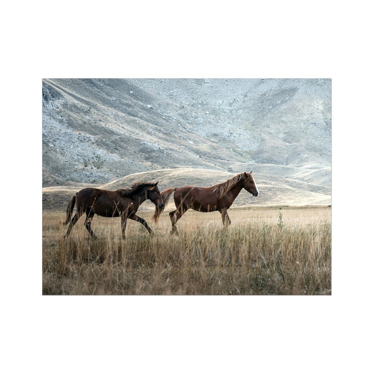 Gallop & Grace 6 - Animal Canvas Print by doingly