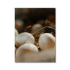 Counting Eggs 2 - Animal Canvas Print by doingly