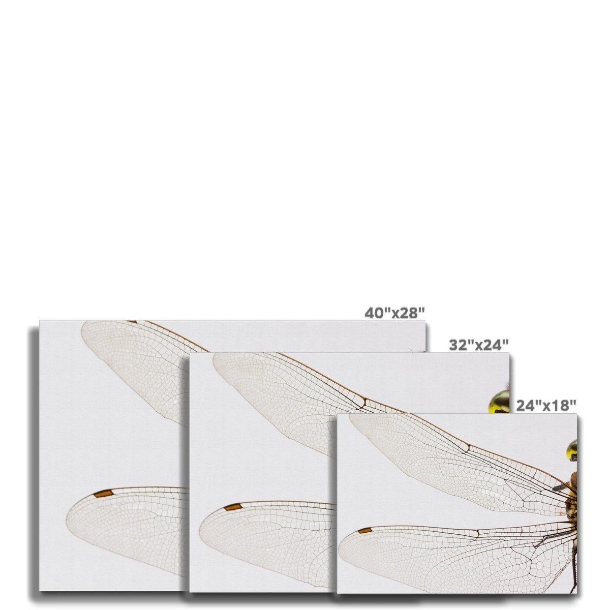 Spread Your Wings 7 - Animal Canvas Print by doingly