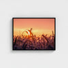 Grains of Dawn