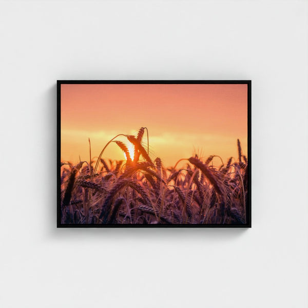 Grains of Dawn