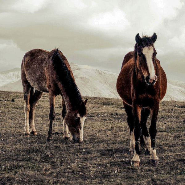 Equine Haven 2 - Animal Canvas Print by doingly