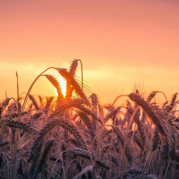 Grains of Dawn 2 - Farm Life Canvas Print by doingly