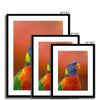 Portrait - Lorikeet 5 - Animal Matte Print by doingly