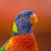 Portrait - Lorikeet 2 - Animal Matte Print by doingly