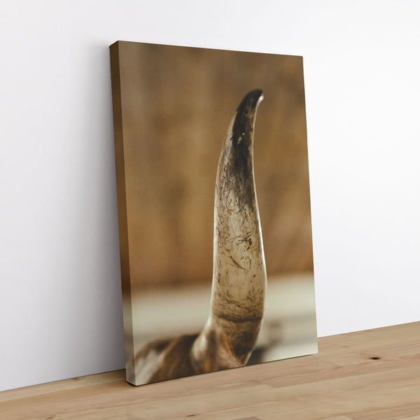 Get The Horns 1 - Animal Canvas Print by doingly