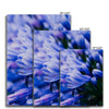 And Flowers A, B 8 - Close-ups Canvas Print by doingly