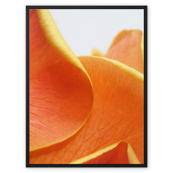 And Flowers D 7 - Close-ups Canvas Print by doingly