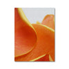 And Flowers D 2 - Close-ups Canvas Print by doingly