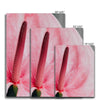 And Flowers E 6 - Close-ups Canvas Print by doingly