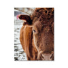 Curious Kate 2 - Animal Canvas Print by doingly