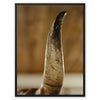 Get The Horns 3 - Animal Canvas Print by doingly