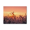 Grains of Dawn 2 - Farm Life Canvas Print by doingly