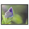 Mariposa In Focus 2 - Close-ups Canvas Print by doingly