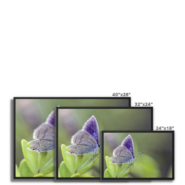 Mariposa In Focus 8 - Close-ups Canvas Print by doingly