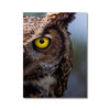 Observant Ollie 2 - Animal Canvas Print by doingly