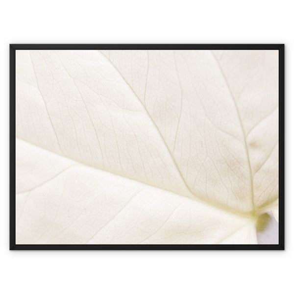 Oleaid 3 - Close-ups Canvas Print by doingly