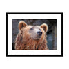 Portrait - Bear 1 - Animal Matte Print by doingly