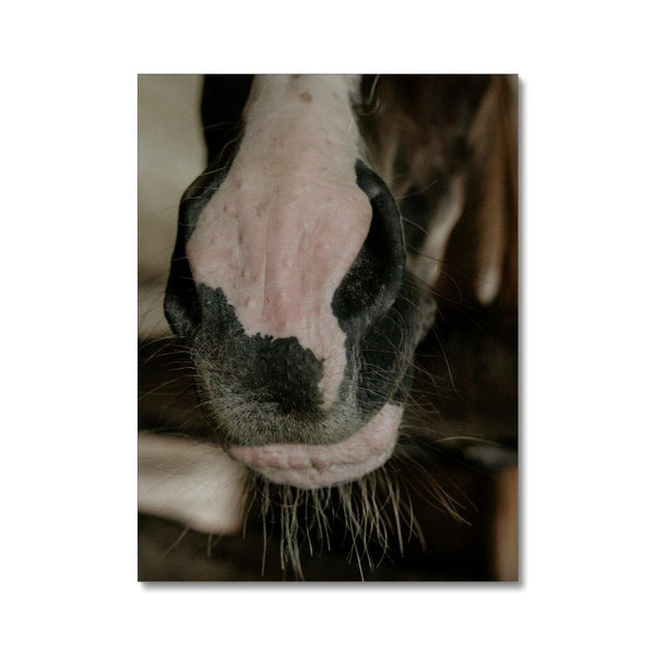 The Nose Knows 2 - Animal Canvas Print by doingly